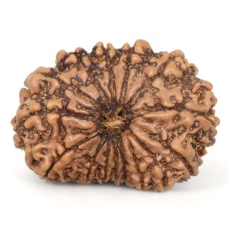 15-Mukhi-Rudraksha-Nepal-15