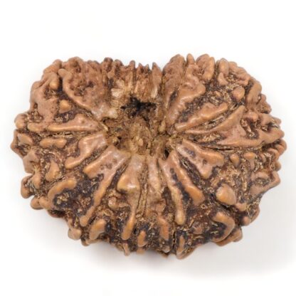 15-Mukhi-Rudraksha-Nepal-15-Back