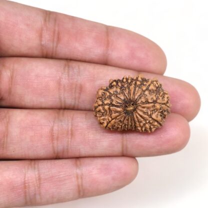 15-Mukhi-Rudraksha-Nepal-15-Hand