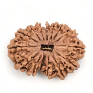 15-Mukhi-Rudraksha-Nepal-16