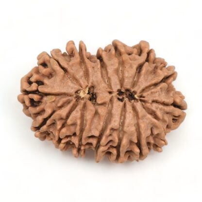 15-Mukhi-Rudraksha-Nepal-16-Back