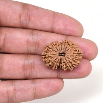 15-Mukhi-Rudraksha-Nepal-16-Hand