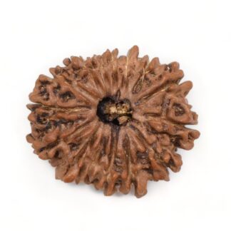 15-Mukhi-Rudraksha-Nepal-6