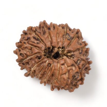 15-Mukhi-Rudraksha-Nepal-6-Back