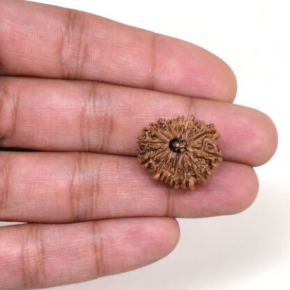 15-Mukhi-Rudraksha-Nepal-6-Hand