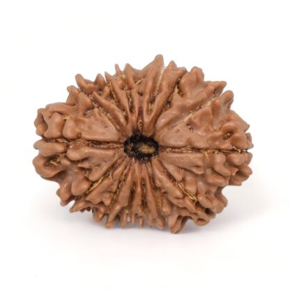 15-Mukhi-Rudraksha-Nepal-7