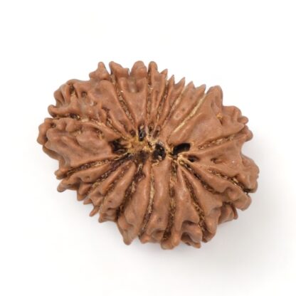 15-Mukhi-Rudraksha-Nepal-7-Back