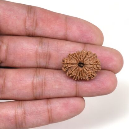 15-Mukhi-Rudraksha-Nepal-7-Hand