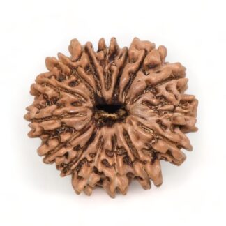 15-Mukhi-Rudraksha-Nepal-8