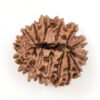 15-Mukhi-Rudraksha-Nepal-8-Back