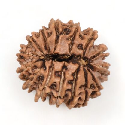 15-Mukhi-Rudraksha-Nepal-8-Back