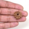15-Mukhi-Rudraksha-Nepal-8-Hand