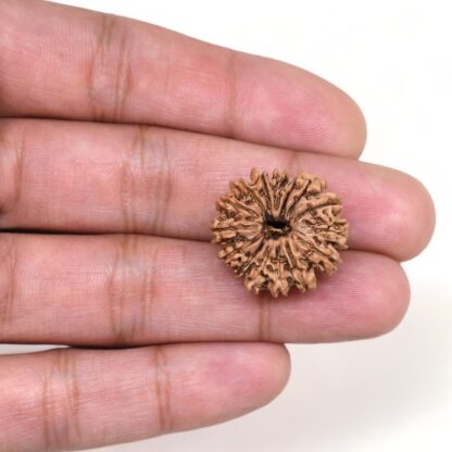 15-Mukhi-Rudraksha-Nepal-8-Hand