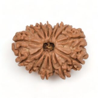 15-Mukhi-Rudraksha-Nepal-9