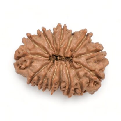 15-Mukhi-Rudraksha-Nepal-9-Back