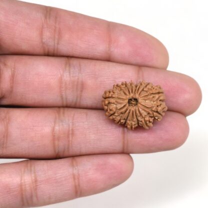 15-Mukhi-Rudraksha-Nepal-9-Hand