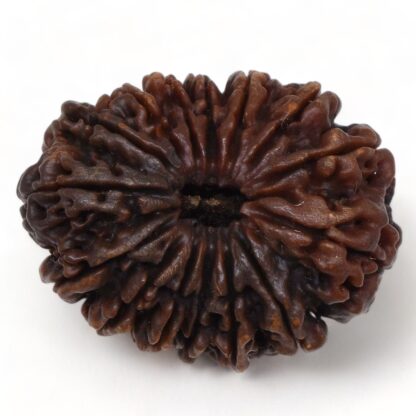 15-Mukhi-Rudraksha-Nepal-Collector-10