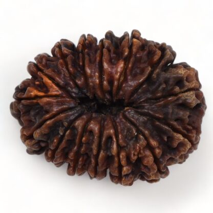 15-Mukhi-Rudraksha-Nepal-Collector-10-Back