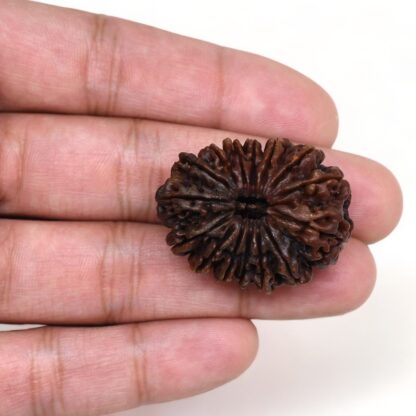 15-Mukhi-Rudraksha-Nepal-Collector-10-Hand