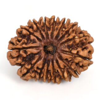 15-Mukhi-Rudraksha-Nepal-Collector-8