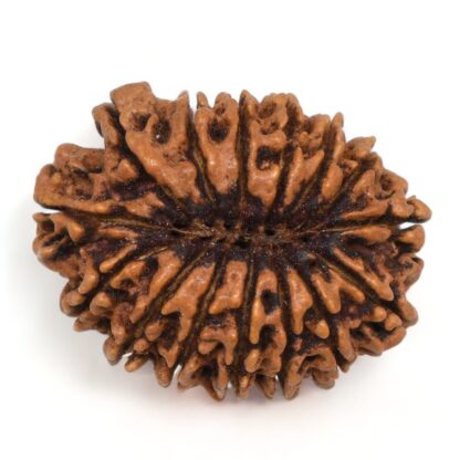 15-Mukhi-Rudraksha-Nepal-Collector-8-Back