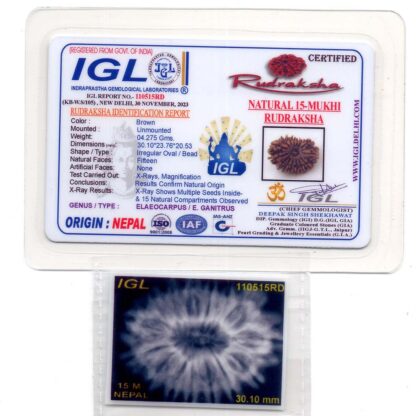 15-Mukhi-Rudraksha-Nepal-Collector-8-Certificate