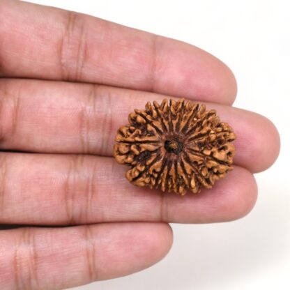 15-Mukhi-Rudraksha-Nepal-Collector-8-Hand