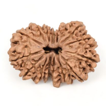 15-Mukhi-Rudraksha-Nepal-Collector-9