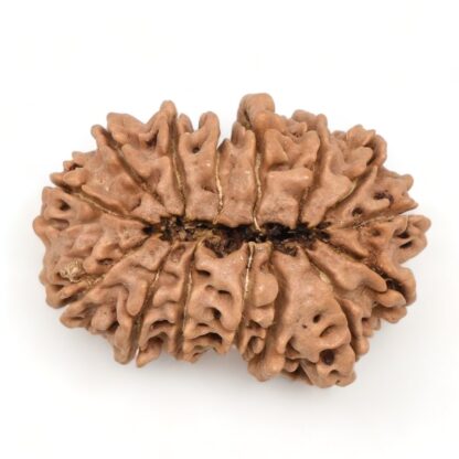 15-Mukhi-Rudraksha-Nepal-Collector-9-Back