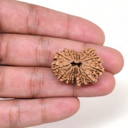 15-Mukhi-Rudraksha-Nepal-Collector-9-Hand