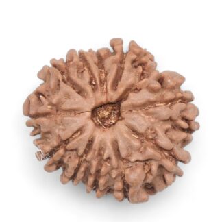 11-Mukhi-Rudraksha-Nepal-29