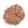 11-Mukhi-Rudraksha-Nepal-29-Back