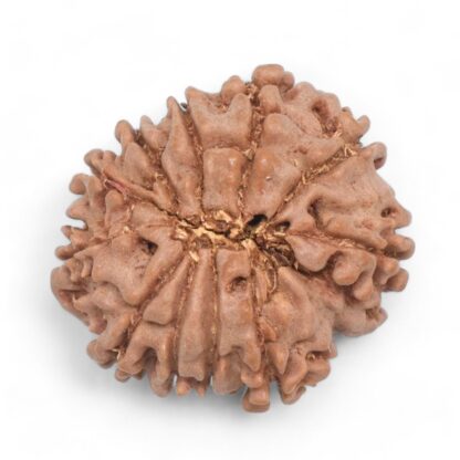 11-Mukhi-Rudraksha-Nepal-29-Back