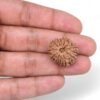 11-Mukhi-Rudraksha-Nepal-29-Hand
