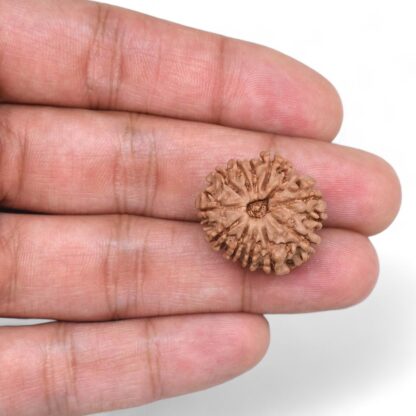 11-Mukhi-Rudraksha-Nepal-29-Hand