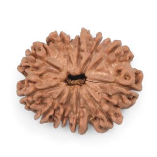 11-Mukhi-Rudraksha-Nepal-31