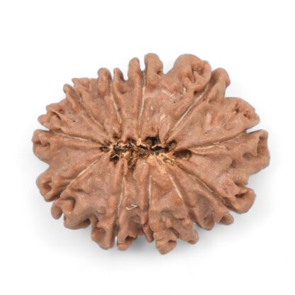 11-Mukhi-Rudraksha-Nepal-31-Back