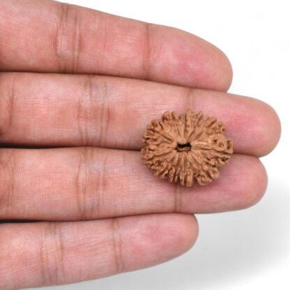 11-Mukhi-Rudraksha-Nepal-31-Hand