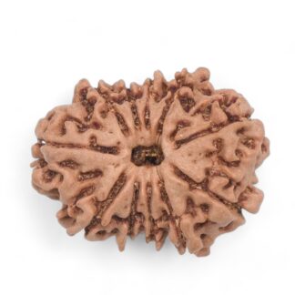 11-Mukhi-Rudraksha-Nepal-35