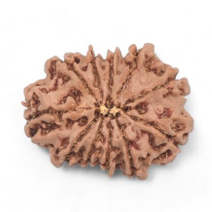 11-Mukhi-Rudraksha-Nepal-35-Back