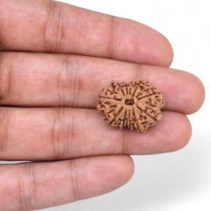 11-Mukhi-Rudraksha-Nepal-35-Hand