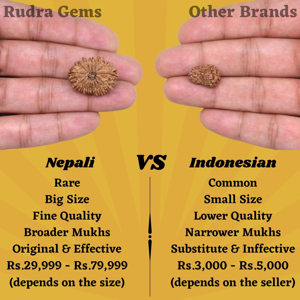 15 Mukhi Rudraksha Comparison