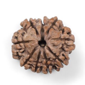 9-Mukhi-Rudraksha-Nepal-25