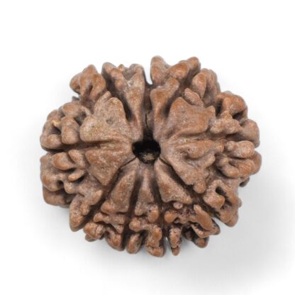 9-Mukhi-Rudraksha-Nepal-25
