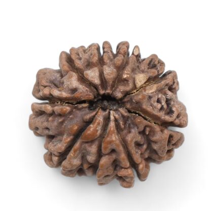 9-Mukhi-Rudraksha-Nepal-25-Back