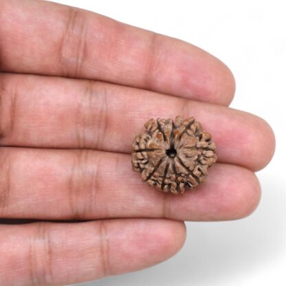 9-Mukhi-Rudraksha-Nepal-25-Hand