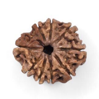 9-Mukhi-Rudraksha-Nepal-26