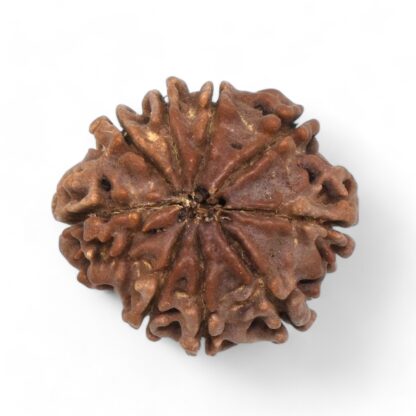 9-Mukhi-Rudraksha-Nepal-26-Back