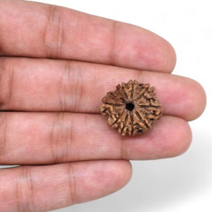 9-Mukhi-Rudraksha-Nepal-26-Hand
