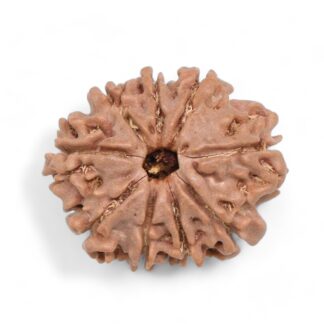 9-Mukhi-Rudraksha-Nepal-27